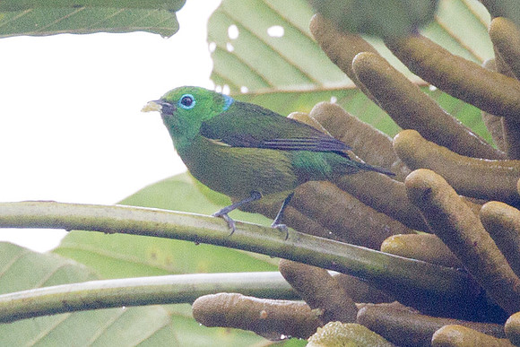 Blue-naped Chlorophonia (Chlorophonia cyanea)
