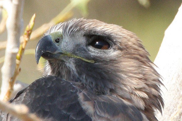 Red-tailed Hawk (Buteo jamaicensis)