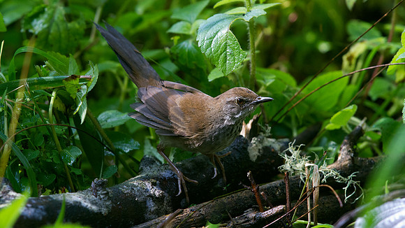 Javan bush warbler (Locustella montis)