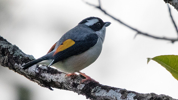 Blyth's shrike-babbler (Pteruthius aeralatus) Male