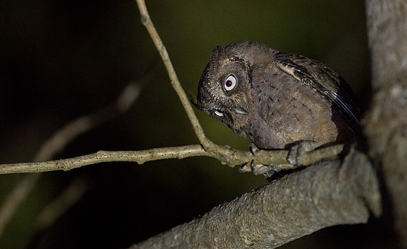 Mantanani scops owl (Otus mantananensis)