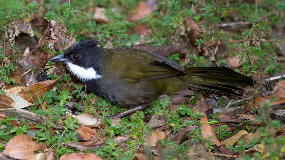 Eastern whipbird (Psophodes olivaceus)