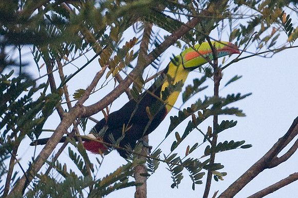 Keel-billed Toucan (Ramphastos sulfuratus)
