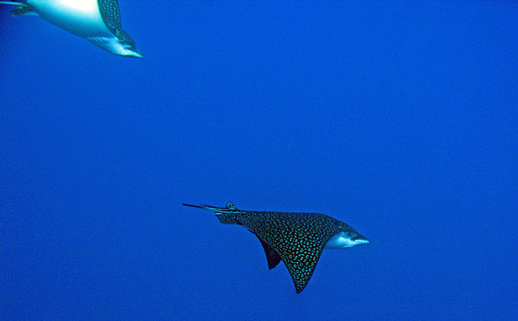 Eagle Ray
