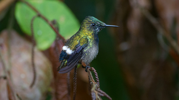 Black-bellied Thorntail (Discosura langsdorffi)