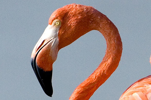 American Flamingo (Phoenicopterus ruber)