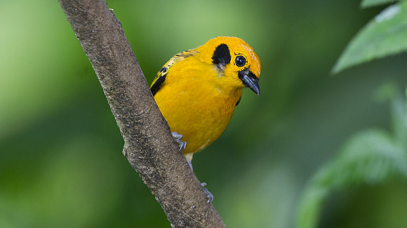 Golden Tanager (Tangara arthus)