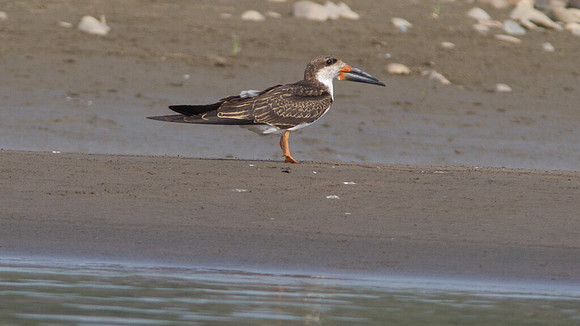 Black Skimmer (Rynchops niger)