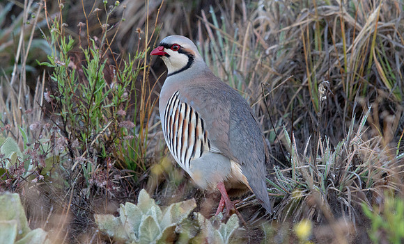 Chukar Partridge (Alectoris chukar)