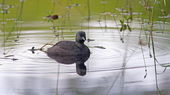 Least Grebe (Tachybaptus dominicus)