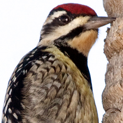 Yellow-bellied Sapsucker (Sphyrapicus varius) female