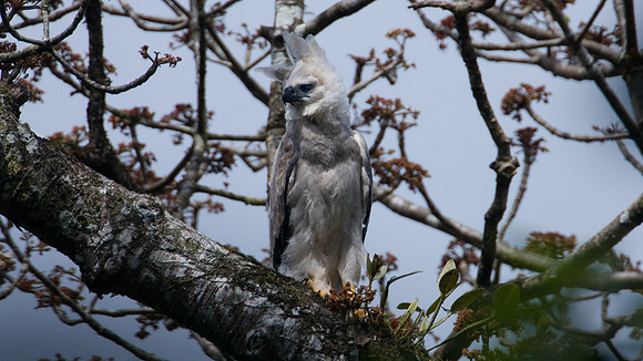 Harpy Eagle (Harpia harpyja) juvenile