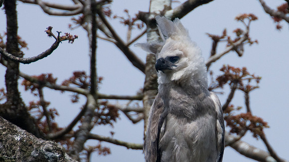 Harpy Eagle (Harpia harpyja) juvenile