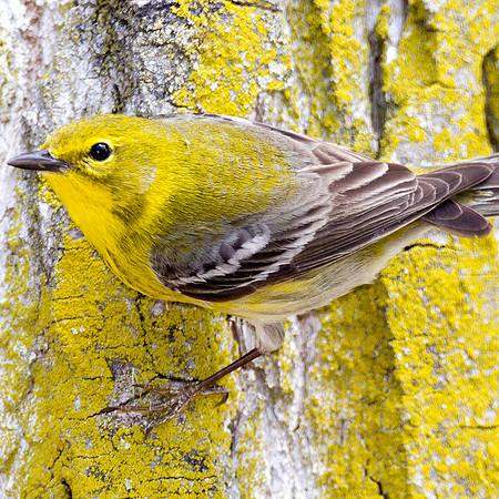 Pine Warbler (Dendroica pinus)