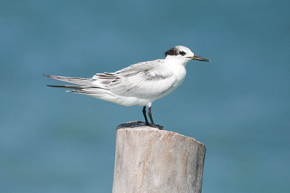 Sandwich Tern (Thalasseus sandvicensis)