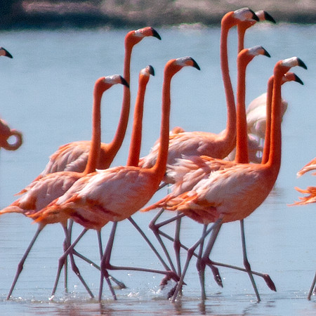 Greater Flamingo (Phoenicopterus roseus)