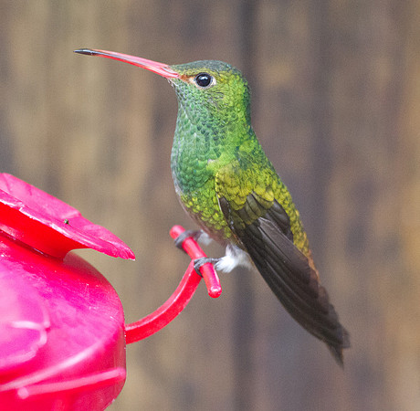 Rufous-tailed Hummingbird (Amazilia tzacatl)
