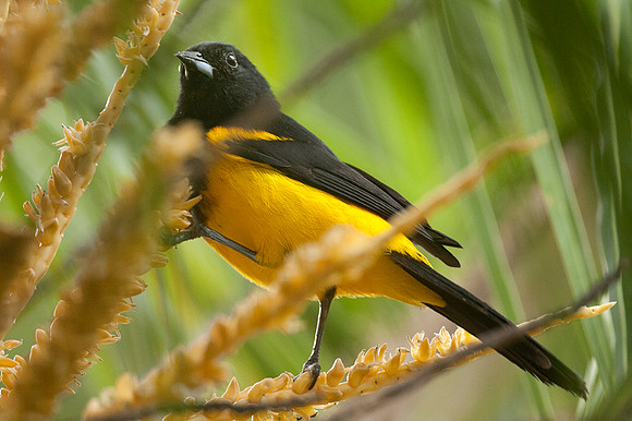 Black-cowled Oriole (Icterus prosthemelas) male