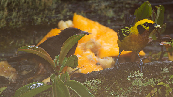 on left: Silver-beaked Tanager (Ramphocelus carbo) on right: Golden Tanager (Tangara arthus)