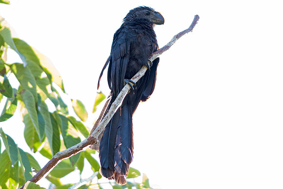 Smooth-billed Ani (Crotophaga ani)