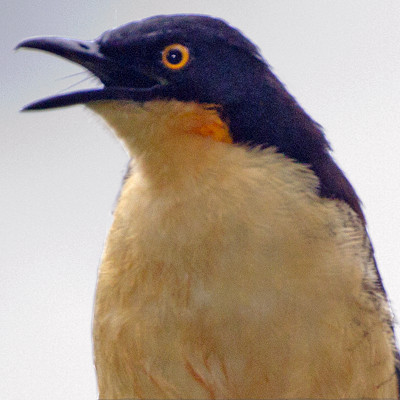Black-capped Donacobius (Donacobius atricapilla)