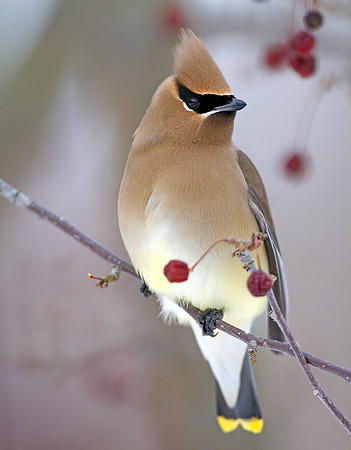 Cedar Waxwing (Bombycilla cedrorum)