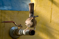 Pearly-eyed Thrasher (Margarops fuscatus)