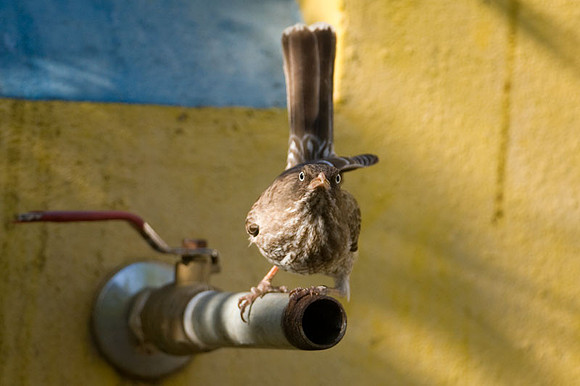 Pearly-eyed Thrasher (Margarops fuscatus)
