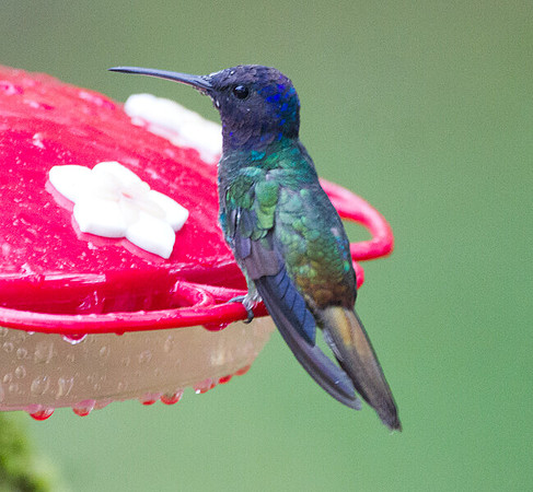 Golden-tailed Sapphire (Chrysuronia oenone)