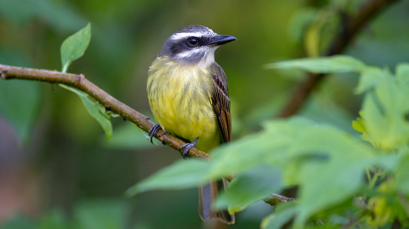 Golden-crowned Flycatcher (Myiodynastes chrysocephalus)