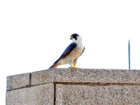 Peregrine Falcon (Falco peregrinus)