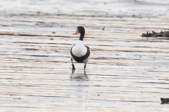 Common Shelduck (Tadorna tadorna)