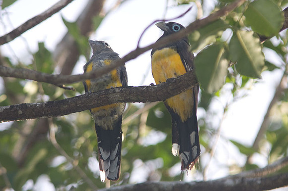 Black-headed Trogon (Trogon melanocephalus)