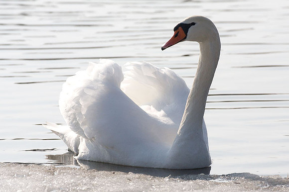 Mute Swan (Cygnus olor)