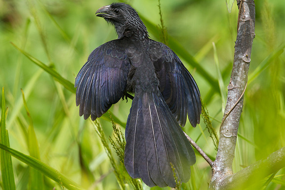 Groove-billed Ani (Crotophaga sulcirostris)