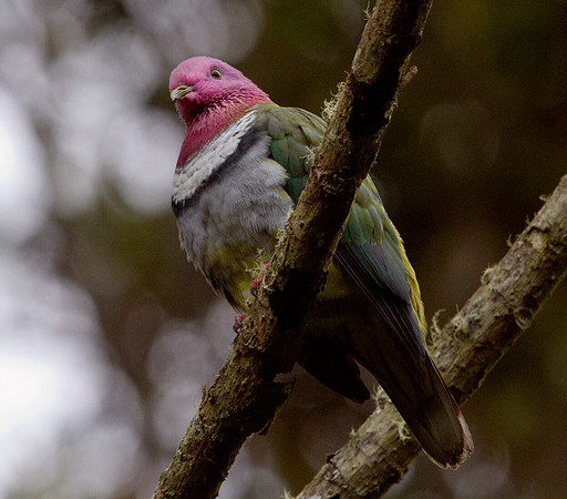 Pink-headed fruit dove (Ptilinopus porphyreus)