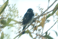 Variable Seedeater (Sporophila corvina) male