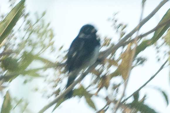 Variable Seedeater (Sporophila corvina) male