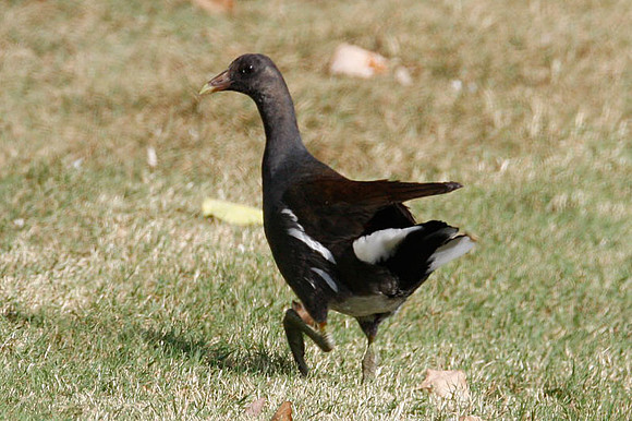 Common Moorhen (Gallinula chloropus) also known as Common Gallinule
