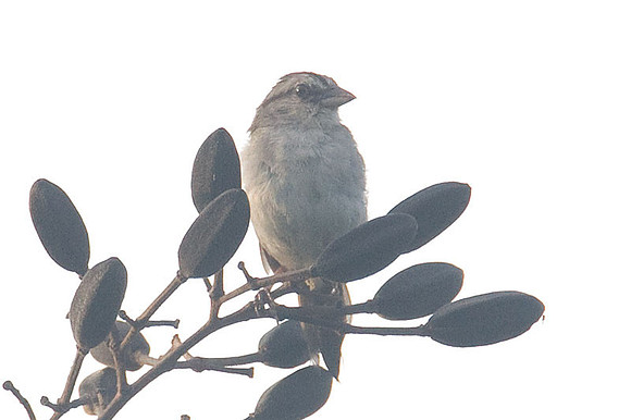 Olive Sparrow (Arremonops rufivirgatus)