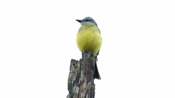Tropical Kingbird (Tyrannus melancholicus)
