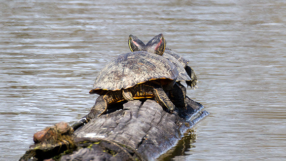 Painted Turtle (Chrysemys picta)