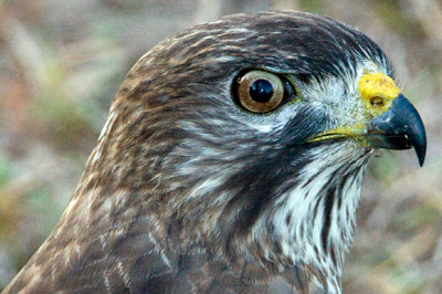 Broad-winged Hawk (Buteo platypterus)