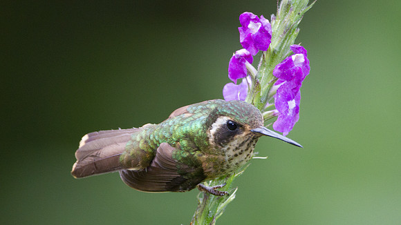 Speckled Hummingbird (Adelomyia melanogenys)