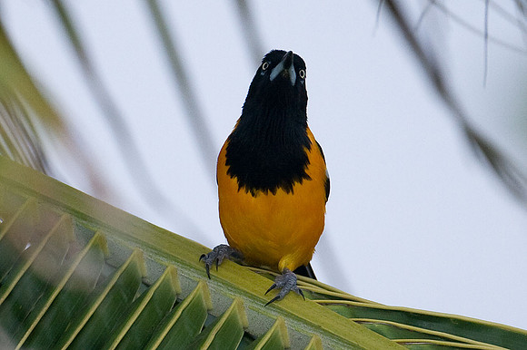 Venezuelan Troupial (Icteris icteris)