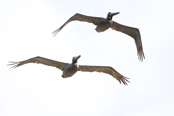 Brown Pelican (Pelecanus occidentalis)
