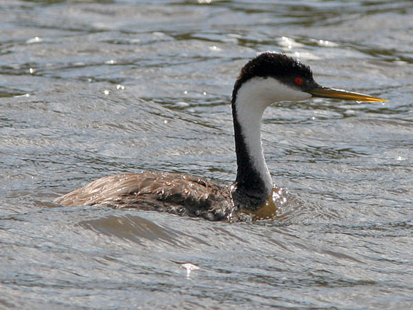 Western Grebe (Aechmophorus occidentalis)