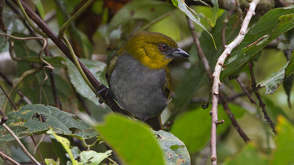 Yellow-throated Bush-tanager (Chlorospingus flavigularis)
