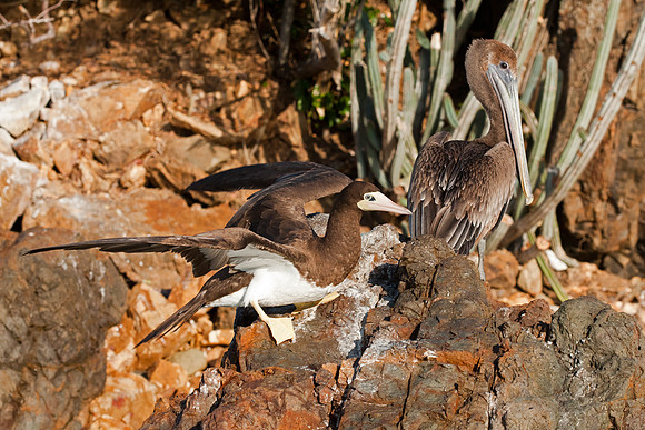 Brown Pelican (Pelecanus occidentalis)
