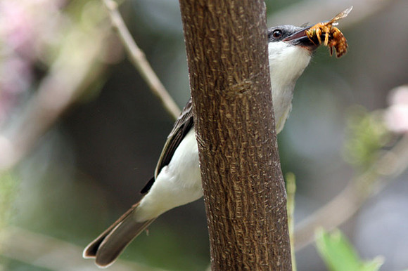 Grey Kingbird (Tyrannus dominicensis)